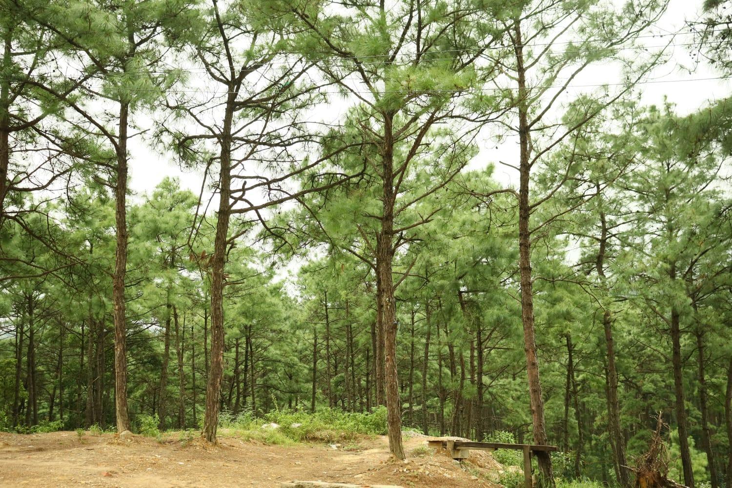 Pine Tree Lodge Shillong Buitenkant foto